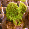 Bouture Montipora Foliosa vert 4-5 cm