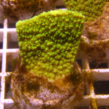 Bouture Montipora Foliosa vert 4-5 cm
