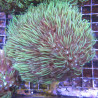 Tubipora musica-corail orgue vert 10-12 cm