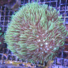 Tubipora musica-corail orgue vert 10-12 cm