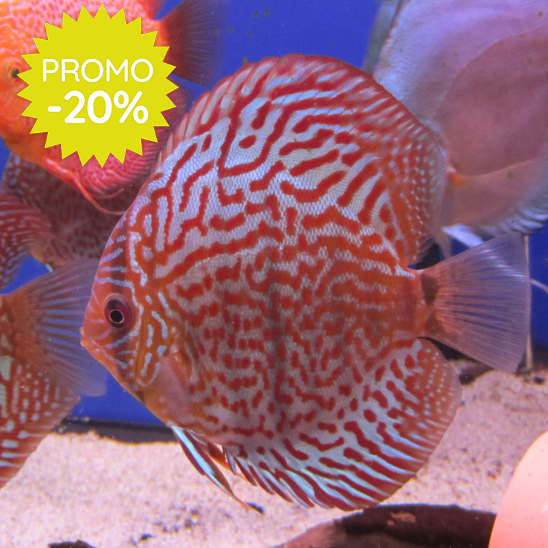 Discus Turquoise rouges Stendker 10 cm lot de 2