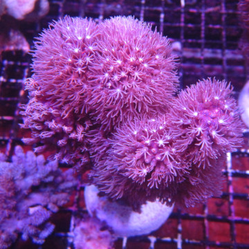Briareum asbestinum (branchu) 10-15 cm