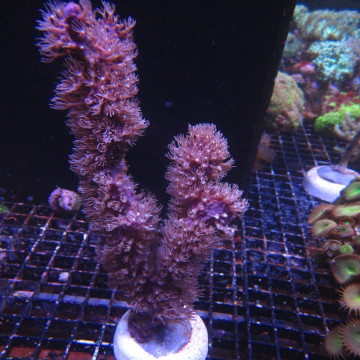 Briareum asbestinum (branchu) 10-15 cm