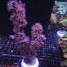 Briareum asbestinum (branchu) 10-15 cm