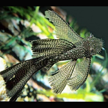 Ancistrus Dolichopterus long voile 5-7cm (Ancistrus voilés) per 2