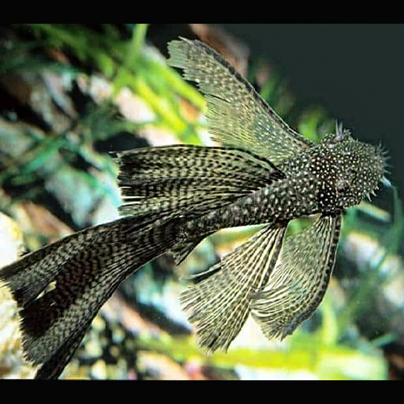 Ancistrus Dolichopterus long voile 7-8cm (Ancistrus voilés)