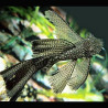 Ancistrus Dolichopterus lange vinnen 5-7cm per 2