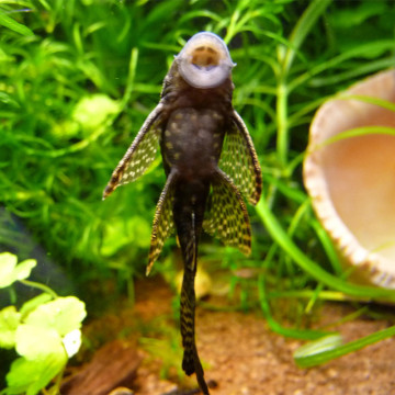 Ancistrus Dolichopterus lange vinnen 5-7cm 