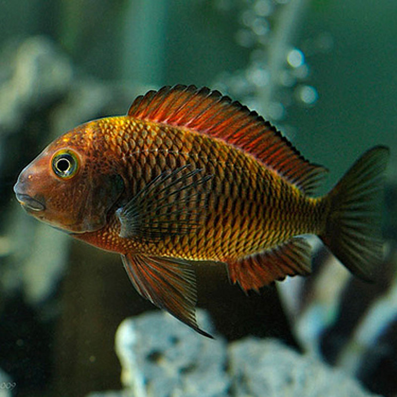 Tropheus Kachese 5-6 cm per 5