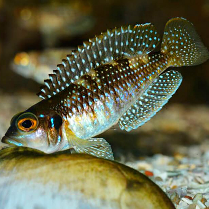 Lamprologus Meleagris Lamprologus Meleagris