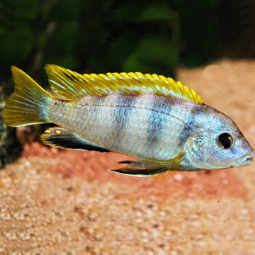 Labidochromis Perlmut 5-6 cm