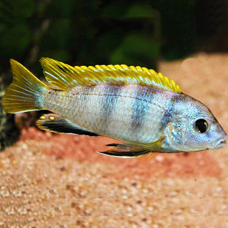 Labidochromis Perlmut 5-6 cm