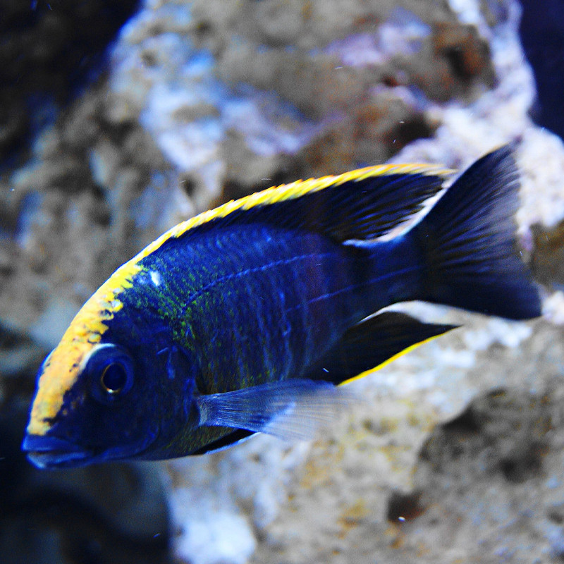 Aulonocara Maylandi 10-12cm koppel