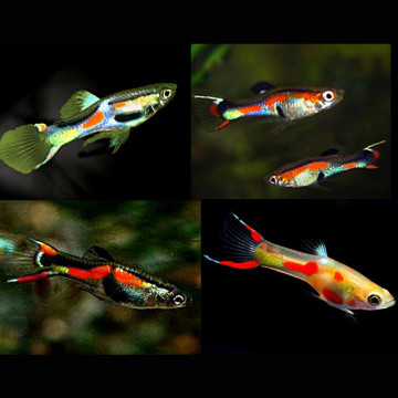 Guppys Endler mix Poecillia Wingei (mélange de couleurs) lot de couples
