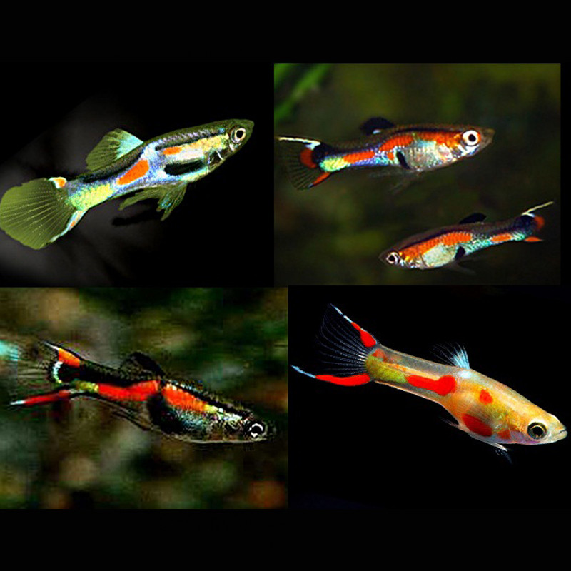 Guppy's Endler mix (gemengde kleuren) set van 5 koppels