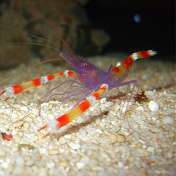 Stenopus tenuirostris 2-3 cm