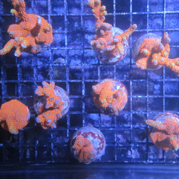 Bouture Montiora Samarensis "Forest fire" 5-7 cm