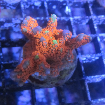 Bouture Montiora Samarensis "Forest fire" 5-7 cm