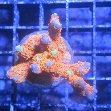 Bouture Montiora Samarensis "Forest fire" 5-7 cm