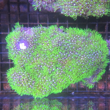 Pachyclavularia violacea vert coeur blanc 7-9 cm