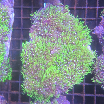 Pachyclavularia violacea vert coeur blanc 7-9 cm