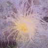 Cerianthus sp-Cerianthe Orange