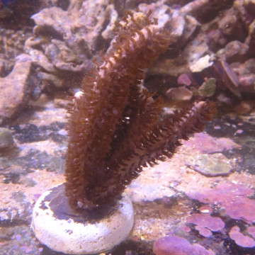  PLEXAURELLA NUTANS - Gorgon (10-15 cm)