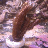  Plexaurella nutans - Gorgone (10-15 cm)
