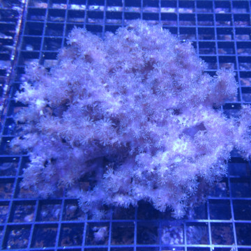 Klyxum sp (alcyonum sp) -corail zachte veulen 8 cm