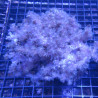 Klyxum sp (alcyonum sp) -corail zachte veulen 8 cm