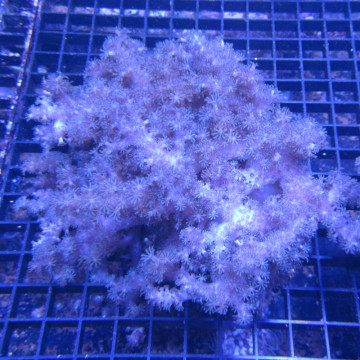 Klyxum sp (alcyonum sp) -corail zachte veulen 8 cm