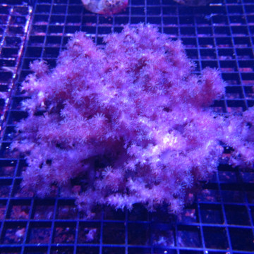 Klyxum sp (alcyonum sp) -corail zachte veulen 8 cm