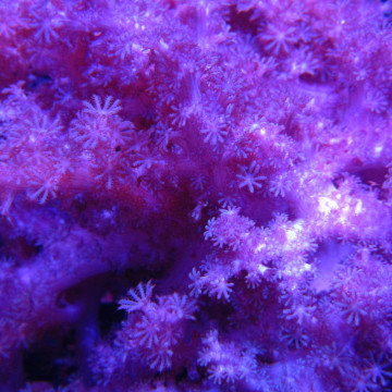 Klyxum sp (Alcyonum sp)-corail soft colt 8 CM