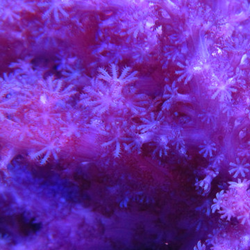 Klyxum sp (Alcyonum sp)-corail soft colt 8 CM