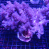 Klyxum sp (alcyonum sp) -corail zachte veulen 8 cm