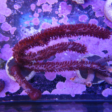  PLEXAURELLA NUTANS - Gorgon (10-15 cm)