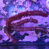  PLEXAURELLA NUTANS - Gorgon (10-15 cm)
