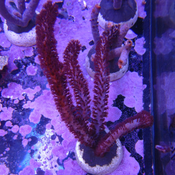  PLEXAURELLA NUTANS - Gorgon (10-15 cm)