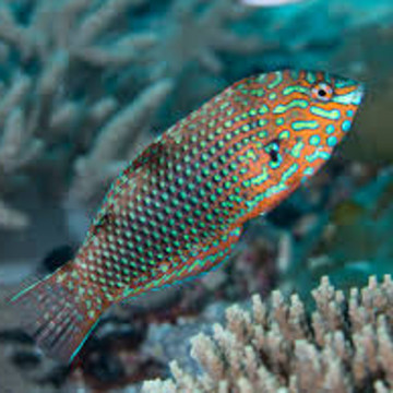Macropharyngodon ornatus* : 4 à 6 cm