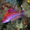 Paracheilinus filamentosus mâle : 4-6 cm
