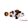 Amphiprion Ocellaris "Mocha Storm"