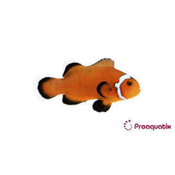 Amphiprion Ocellaris "Naked" 2-4 cm