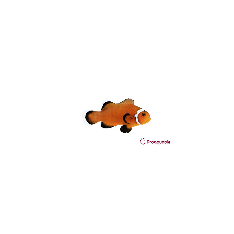 Amphiprion Ocellaris "Naked" 2-4 cm