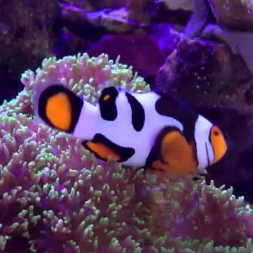 Amphiprion Percula "Extreme picasso" 2-3 cm