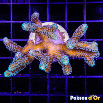 Bouture Seriatopora Calendreum vert 6-8 cm