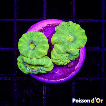 Bouture Caulastreas vert fluo (2-3 polypes)