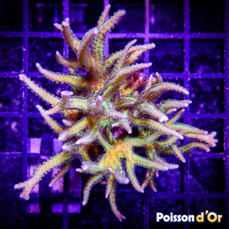 Bouture Seriatopora histrix vert 24,00 € Poissondor