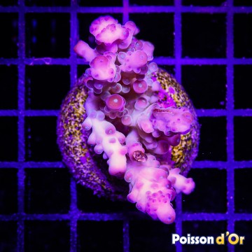 Bouture Acropora tortuosa vert à pointes mauves 