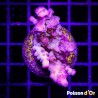 Bouture Acropora vert à pointes mauves 24,00 € Poissondor