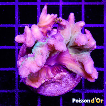 Bouture Pectinia lactuta 24,00 € Poissondor